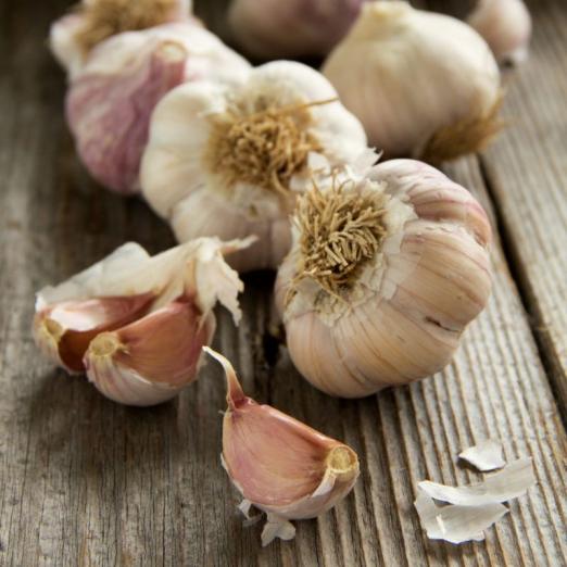 Knoblauch<br>Therador<br>Herbstpflanzung